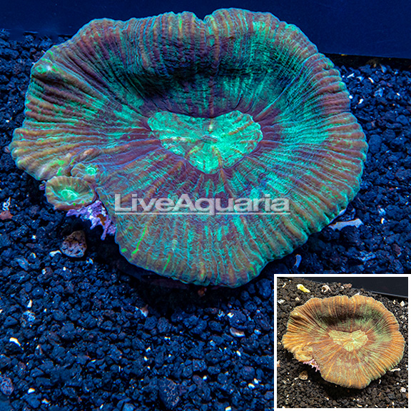 Exclusive preview of fresh arrivals at Diver's Den WYSIWYG Store, debuting today at 5pm CST!
👉bit.ly/3QtSNIw
#diversden #liveaquaria #wysiwyg #saltwateraquarium