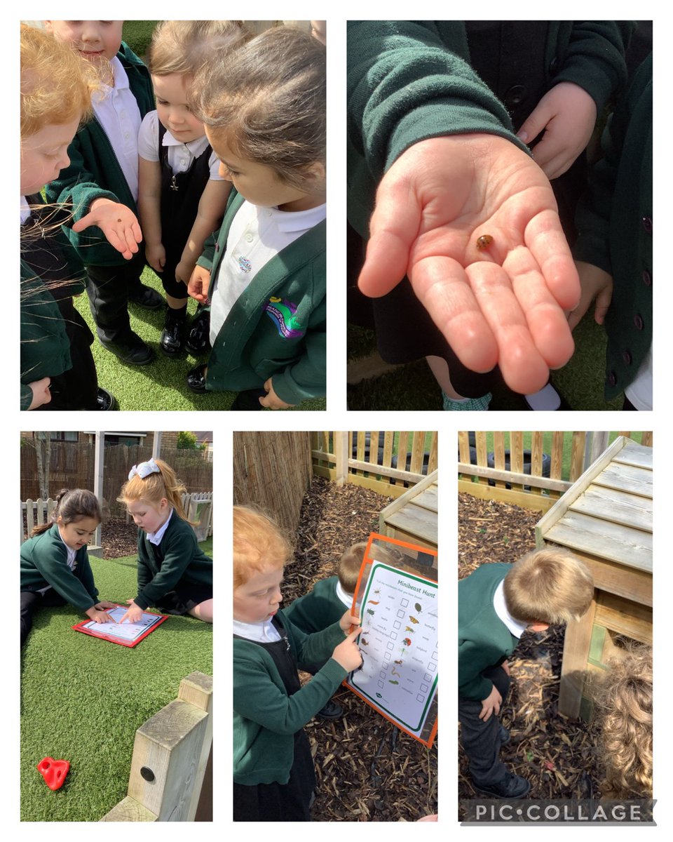 This week we have been exploring mini beasts. The children have really enjoyed taking their learning outside.
We have been exploring different outdoor areas looking for bugs, we even searched the woods! 🐞🔍
<a href="/TeamManorGreen/">Manor Green Primary #ReadyRespectfulSafe</a>