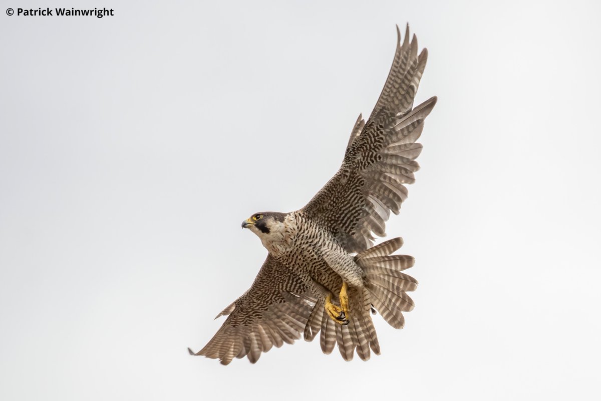 🔭Experience the wonder of #PeregrineFalcons up close at @StAlbansCath! 👀Together with the RSPB, join our Trust volunteers & get a close-up view through our telescopes and binoculars. 🕚Sat 11 & Sun 12 May - and every weekend 16 June! 👉Find out more: ow.ly/ir1H50RsjEv