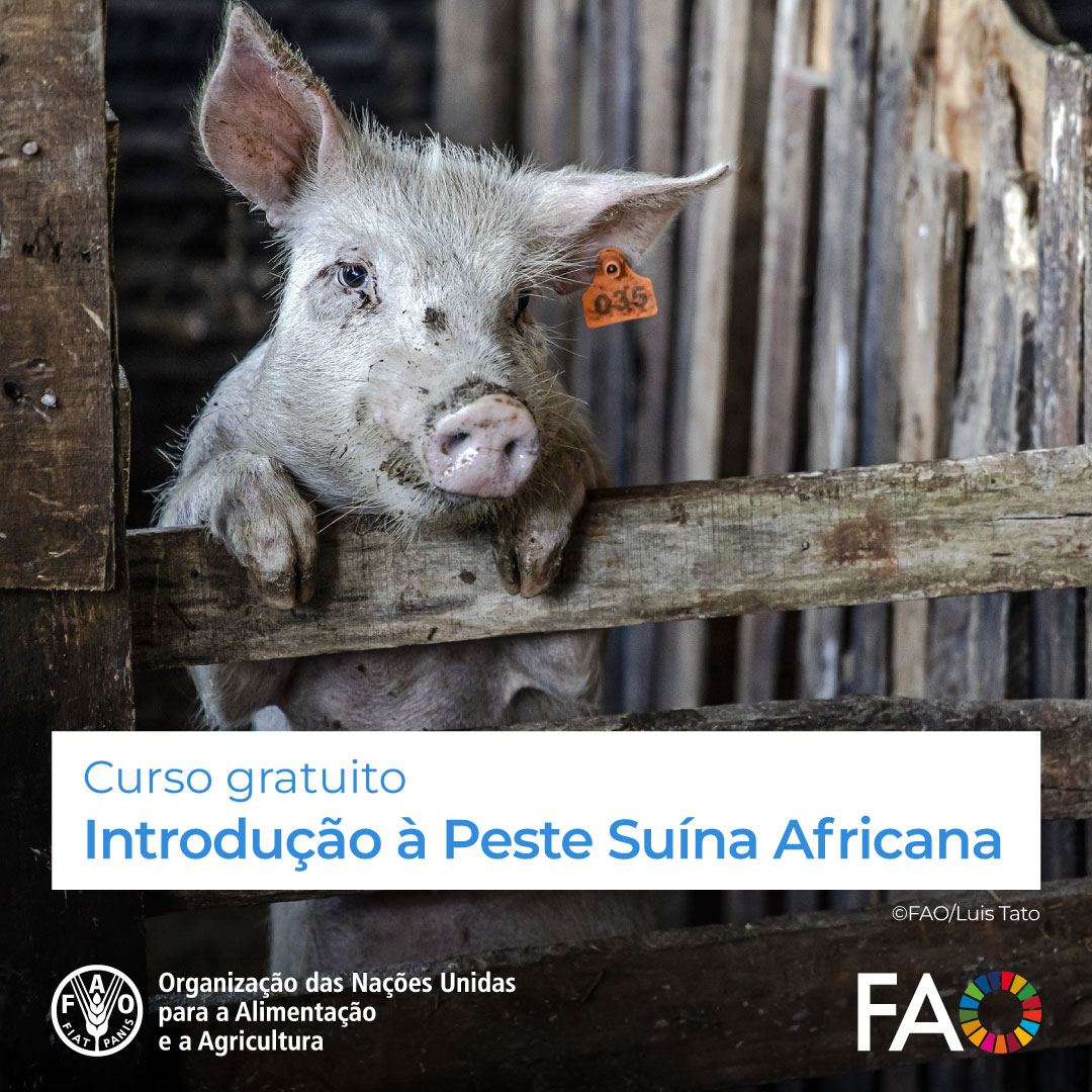 🎓Curso GRATUITO de @FAOCampus! Introdução à Peste Suína Africana🐷 Para melhorar as respostas dos países na detecção e prevenção de surtos da peste suína africana. Inscrições abertas! 👉 bit.ly/3Etqa8a #OneHealth #PesteSuina @FAOLivestock