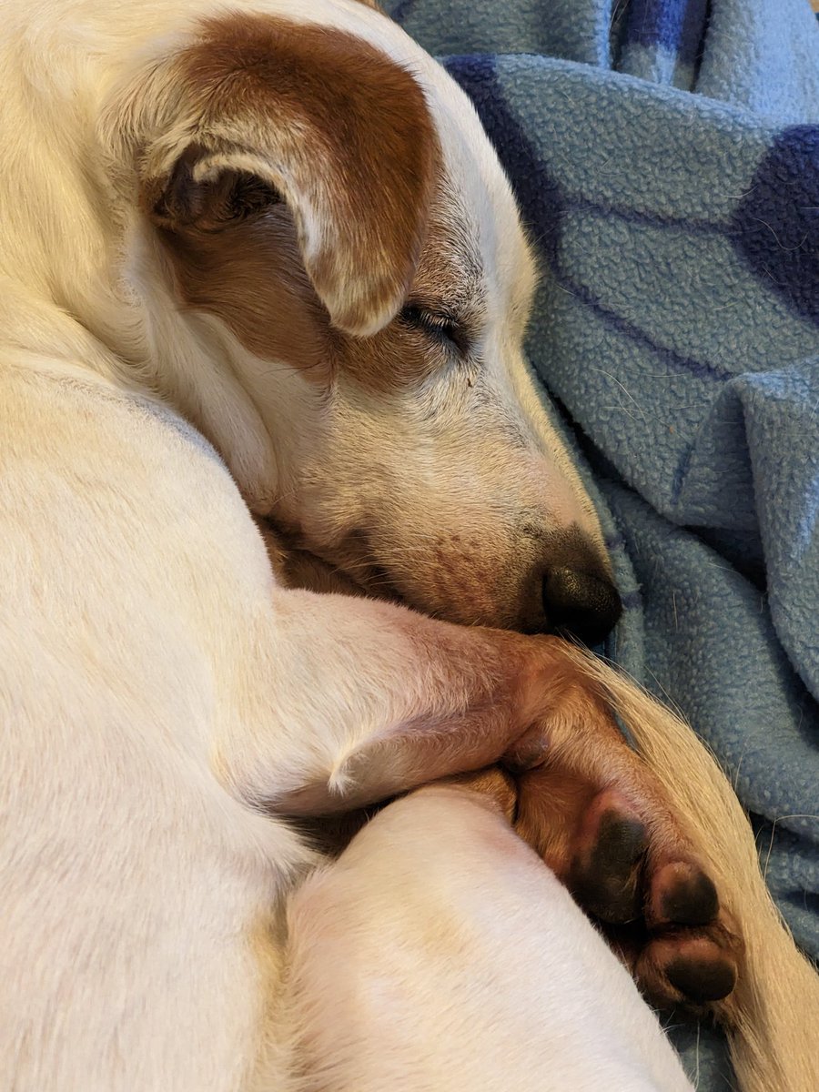 Sleeping beauty 😍 love her to absolute bits 💕 Tilly 💕 #jackrussell #jackrussellterrier #dogs #smalldogs #fortheloveofanimals #ilovedogs #dogsarefamily