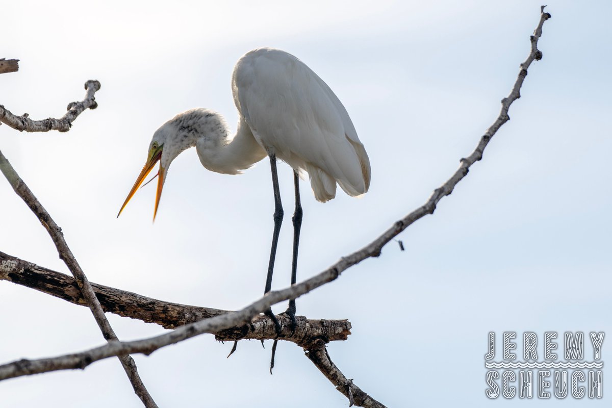 Great Egret / Garza Real (Ardea alba) Añasco River Delta, Puerto Rico May 3, 2024 Nikon D7500 AF-S Nikkor 200-500mm F5.6E