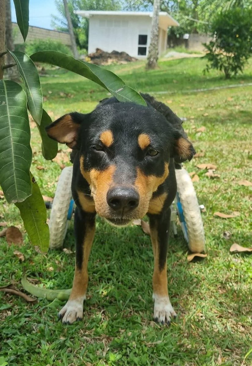 🌟🌟TODAY IS NATIONAL SPECIALLY-ABLED PETS DAY 🌟🌟 We have over 500 dogs with disabilities at our sanctuary, & they are all loved beyond measure 🥰 The purpose of today is educate about caring for disabled pets & encourage animal lovers to consider choosing a disabled pet when…