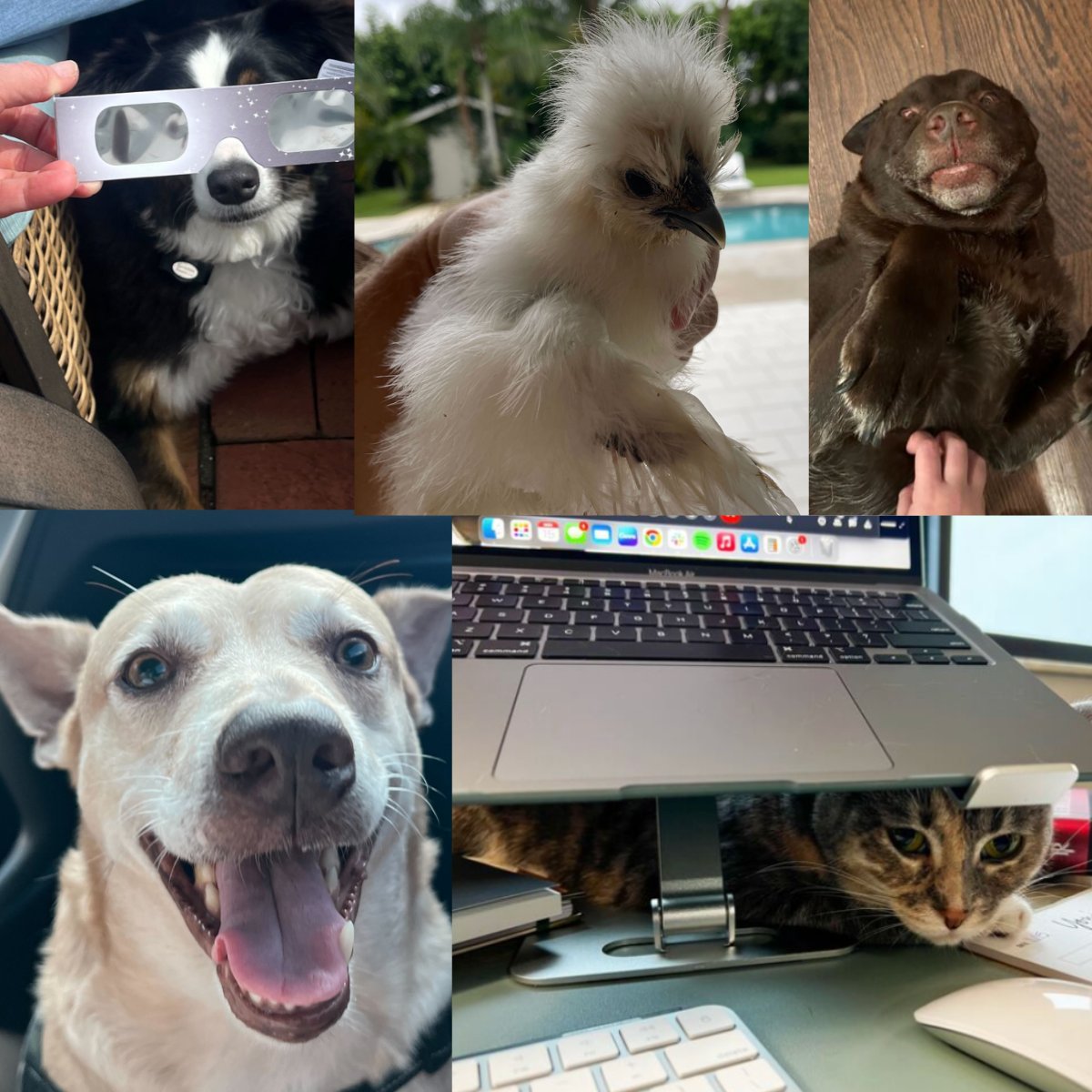chrisbrisson's tweet photo. POV: The unofficial team members of @Salesmsg.

(Aka our “co-workers" at home.)

Personally, I've got 9 chickens 🐔 and 2 dogs 🐕 (we get lots of 🥚)!

What about you?

Drop a pic of your own furry or fuzzy one. 

#remotelife #remote #salesmsg https://t.co/IlXlu7LAcI