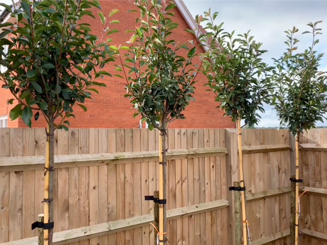 🔴 Early May Bank Holiday 🌸

The Nursery will be closed on Monday 6th May, re-opening on Tuesday 7th May.
Orders can still be placed online at kingco.co.uk