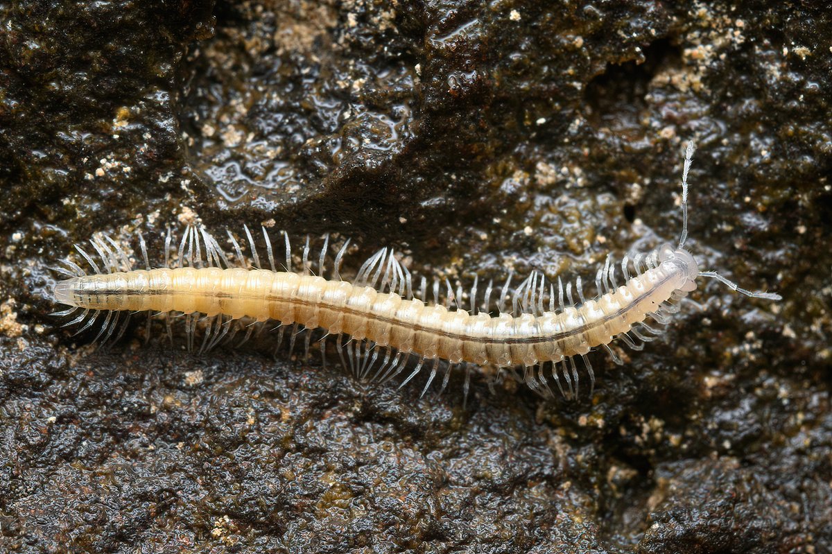 Plumatyla millipede from a northern California lava tube