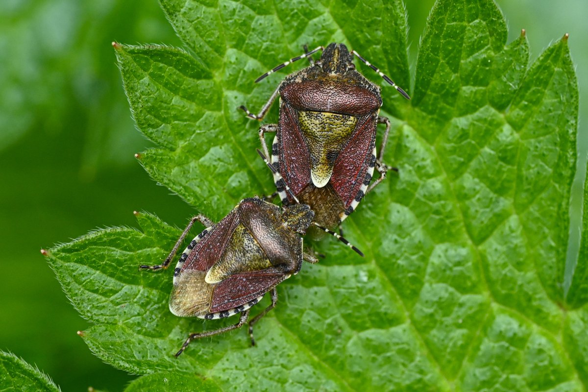 A pair of Sloe Bugs - a type of shieldbug