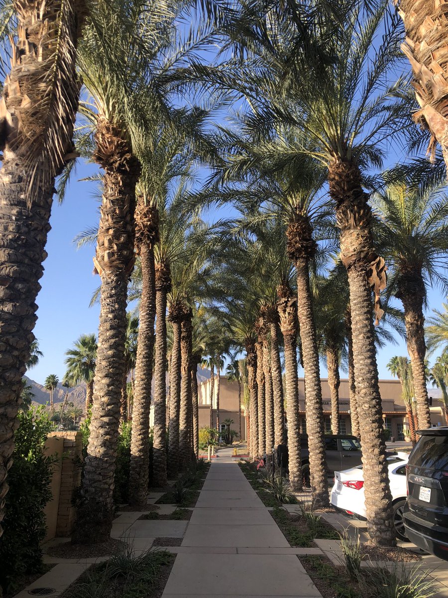 I think I could get used to this - the walk to the @RadiumSociety #ARS2024 meeting convention center. #PalmSprings 😍🌴🌴
