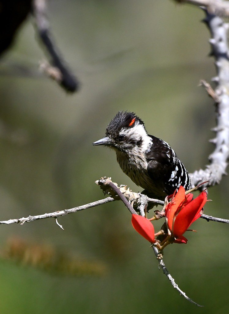 Grey capped Woodpecker, 03.05.24, Chakki Mod, Himachal Pradesh. @NikonIndia @IndiAves @NatGeoIndia @cbcchandigarh @Team_eBird @MacaulayLibrary @BirdLife_Asia @BirdWatchingMy @birda_org @birdcountindia @SanctuaryAsia @VJSWRITER