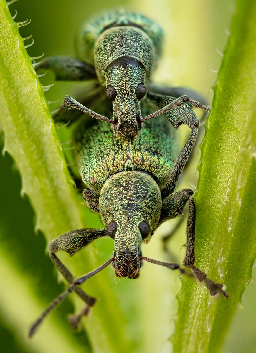 A pair of green weevils (Phyllobius sp.)