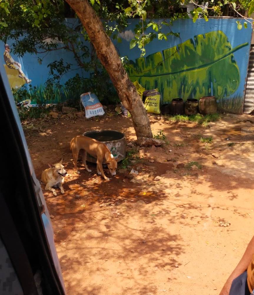 Happy that drinking water pots kept by BMC at various locations of #Bhubaneswar are being used by animals and birds as heatwave continues to sweep the region. #BMCCares