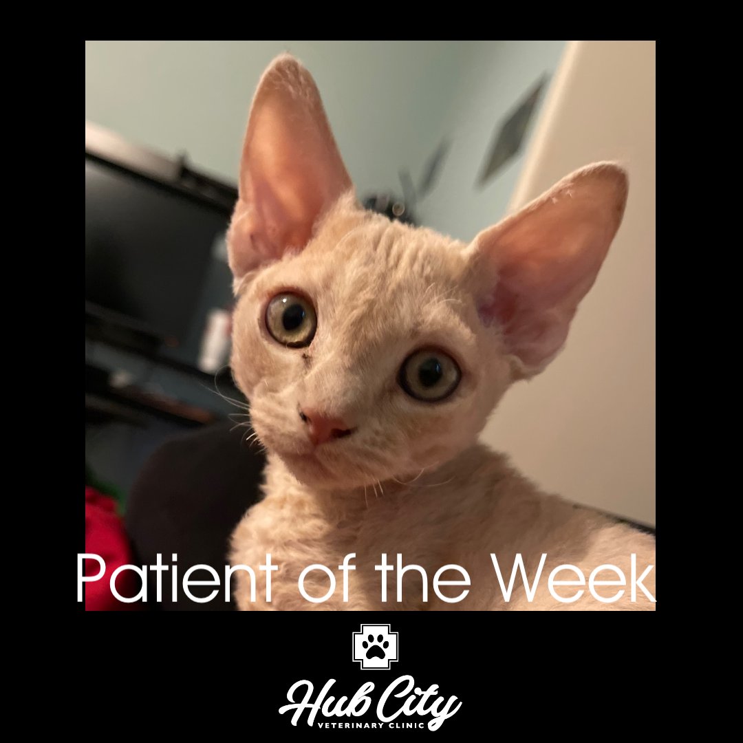 🌟Patient of the Week Spotlight🌟 Meet 'Butters,' an adorable Devon Rex patient who stole our hearts with his playful antics and sweet purrs. We love having this little feline in our clinic! 😻💕 #PatientOfTheWeek #DevonRex #hubcityvetlbk #CutenessOverload #CatLoversUnite 🐾