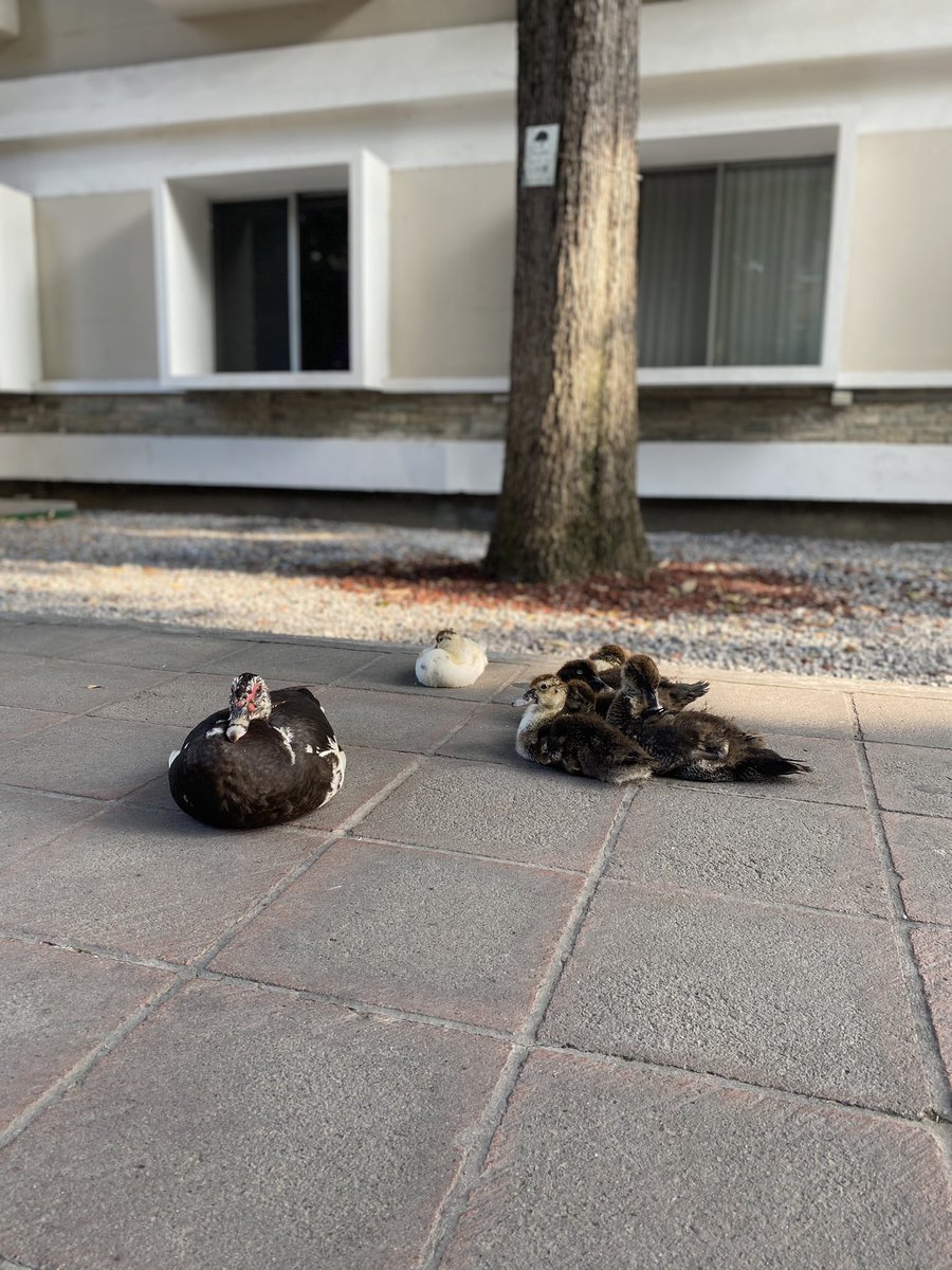 Secretaria de Patos del Tec tweet media