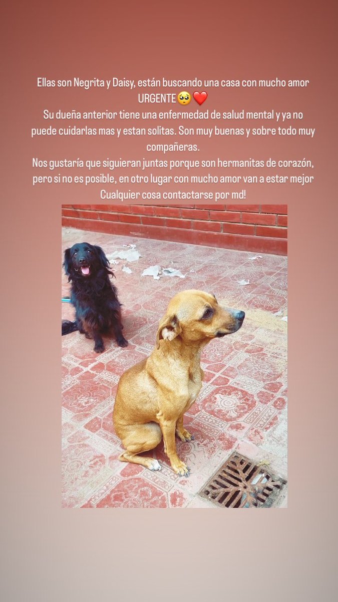 Necesitan un hogar URGENTE‼️‼️
