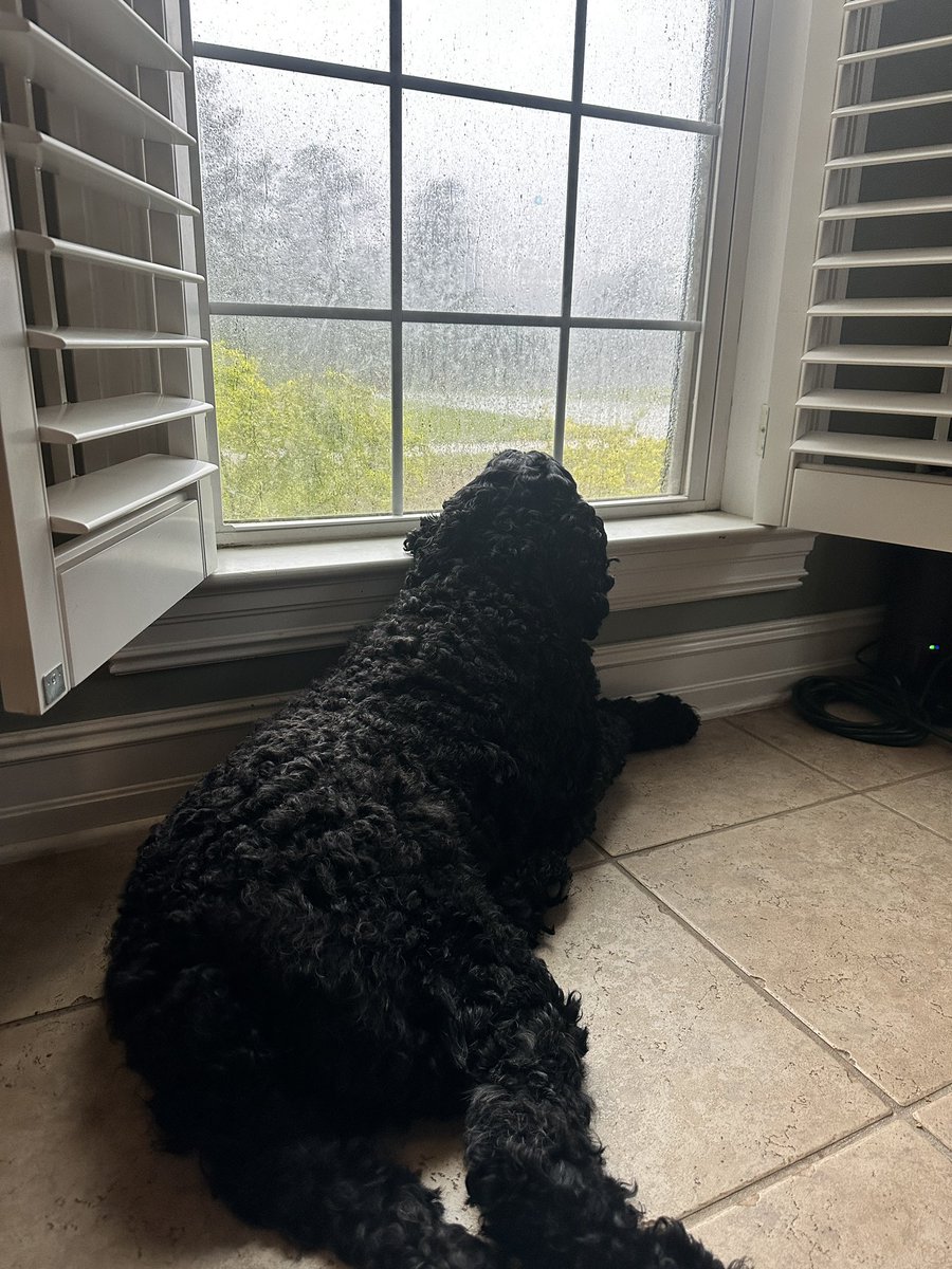 “Rainy days suck…” -Cooper 🐩