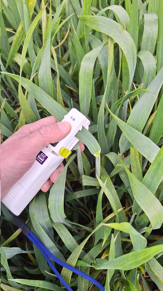 AlexisLeherle's tweet photo. Cet après-midi, je joue à #PinceMiEtPinceMoi avec #Dédé le grain de blé grâce au #Ntester de @YARA_france.
Objectif: apporter la bonne dose d'azote, sous forme d'ammonitrate, pour optimiser le rendement et la qualité.
Les 1ers épis de #KWSPerceptium commencent à sortir 😀 https://t.co/Mnh4WzvdpX