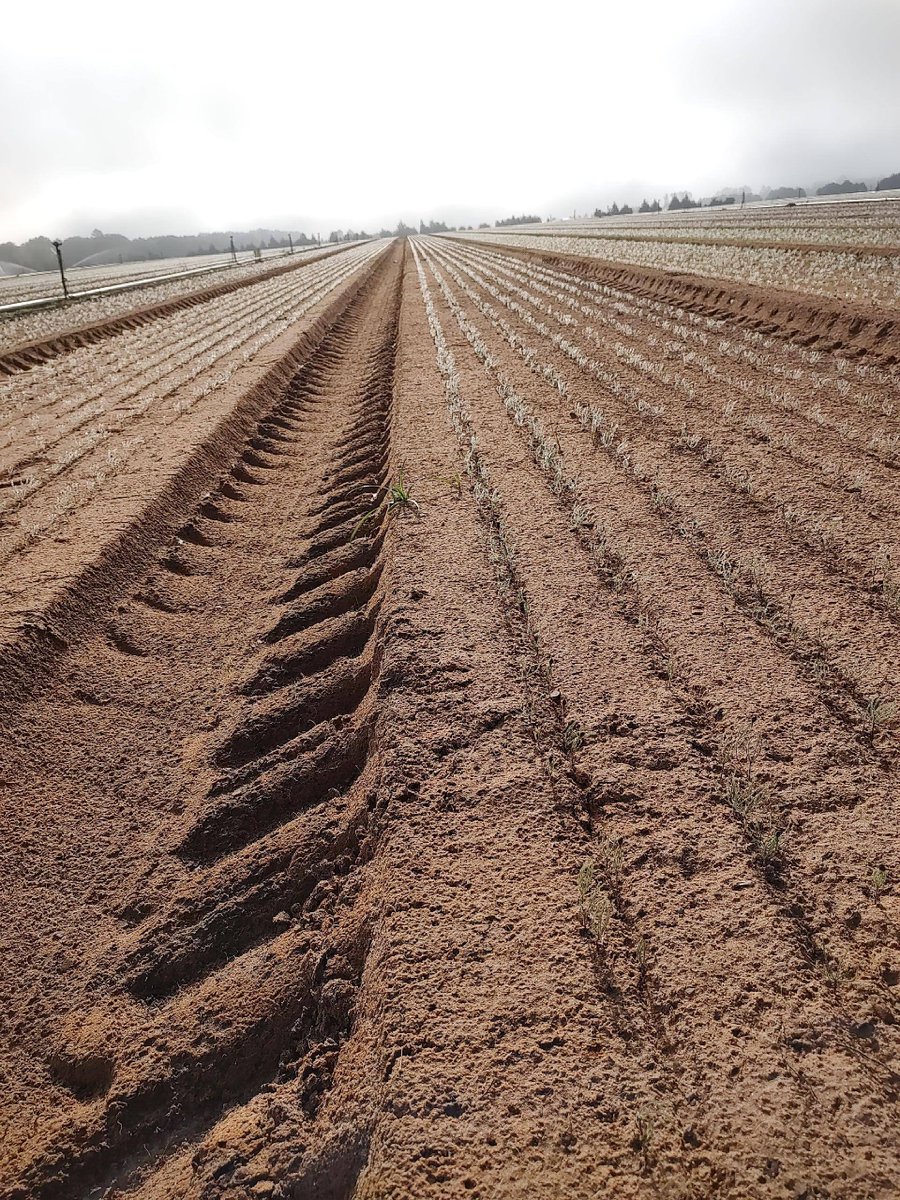 It's an exciting time at our seedling nursery in Elberta, Alabama, where millions of baby trees are just beginning to grow! Take a virtual tour of the starting place for our future forests at hubs.ly/Q02w0YMz0. #SustainableForestry