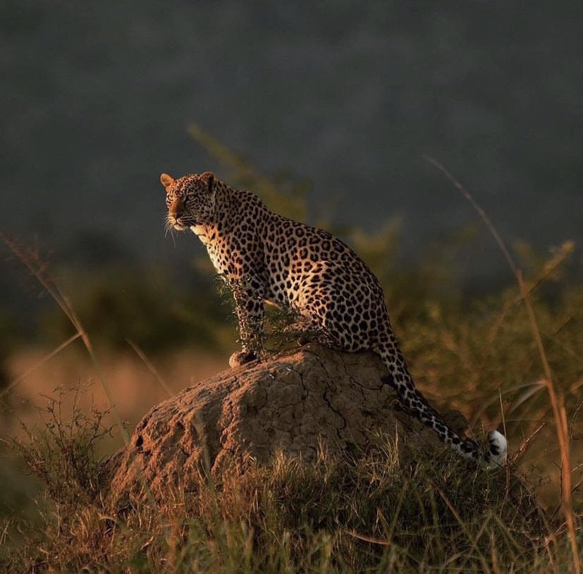 Best place to see a Leopard in the wild …
#InternationalLeopardDay 

Mana🇿🇼.
#DiscoverZimbabwe