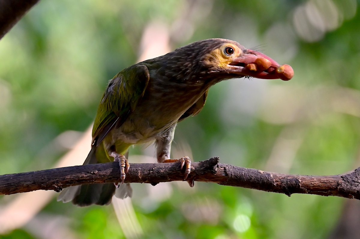 Parenting is hard! I saw a this Brownheaded barbet and mate disappearing, then re-appearing with tasty morsels in their beaks, every 5 minutes, to feed ravenous young ones safely ensconsed in a small tree trunk hole. Hopefully they ate some of it themselves too! Delhi, 30.4.2024
