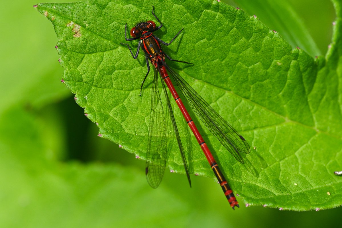 Large Red Damselfly - first one I've seen this year