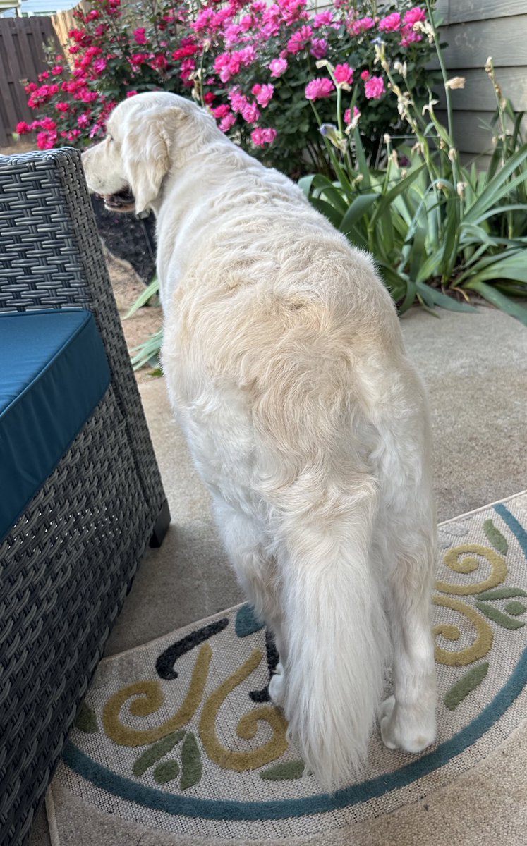 It’s FriYay! Only a few more hours and I get my pawrents for the weekend. #fluffybuttfriday #grc