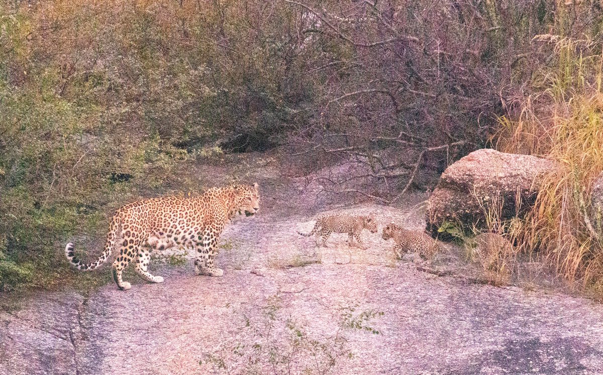On #InternationalLeopardDay My click of Leopardess with newly born cubs from #Jawai #Rajasthan #Sep2023 #JawaiLeopardSafari #Leopard #JawaiSafariLife #WorldLeopardDay @my_rajasthan @RajasthanForest @IndiAves @Canon_India @AshutoshS_IFS @pargaien @surenmehra @VikramNadhe