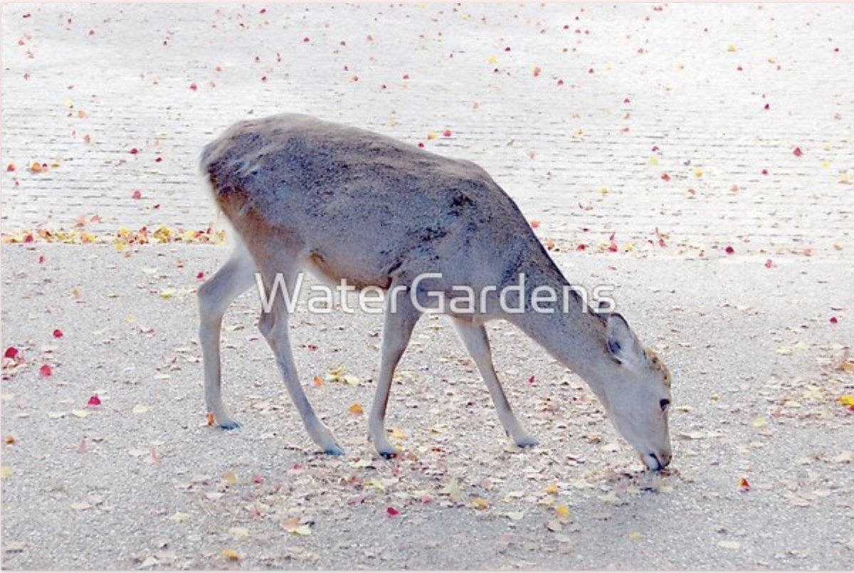 Photo of one of the famous Nara deer on lots of stuff in my #Redbubble shop tinyurl.com/yc6bvbym 🦌🦌🦌 See lots more designs here: linktr.ee/WaterGardens 😊😊😊 #GiftIdeas #Decor #TShirts #WallArt #Deer #Nature #Animals #TeePublic #Japan