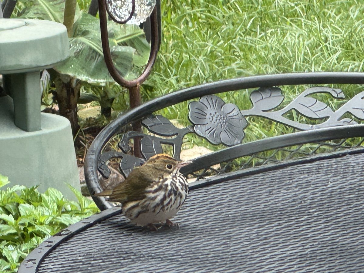 Not sure if this guy hit the window while I was out … no idea what kind of bird this is? He was on the ground with his eyes closed. Hopefully doing better