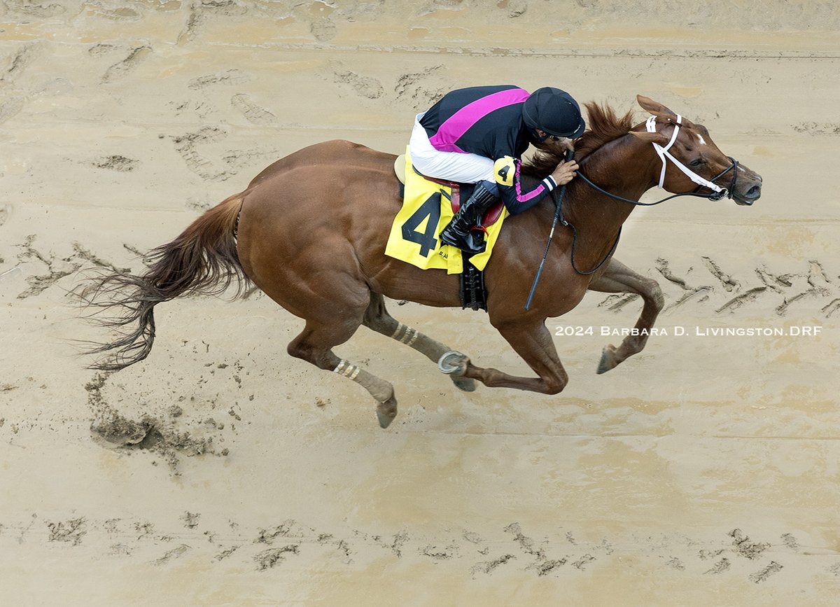 SUNDANCE FEATURE (Speightstown) won today's first at Churchill Downs, for maiden fillies/mares 3 and up.

Luis Saez was up for owner Bruce Lunsford and trainer Thomas Drury, Jr.