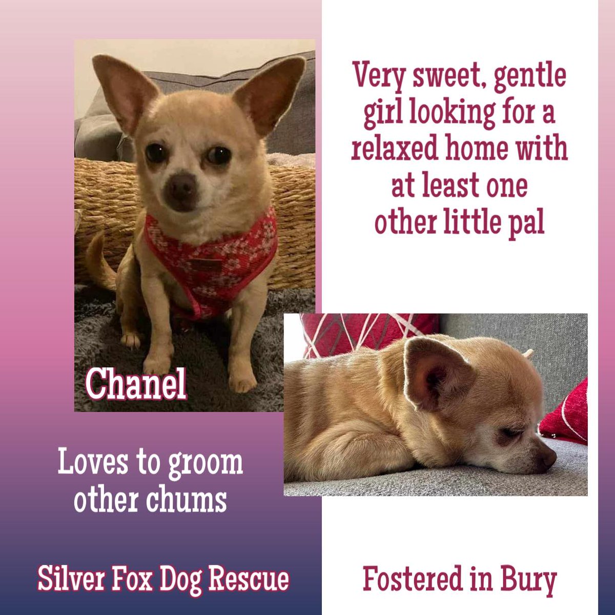 9yo CHANEL is a very sweet, gentle girl who is looking for a relaxed home with at least one other calm, small, older dog. When she settles she loves grooming other dogs. Chanel is not cat tested & can live with older, sensible children only. Chanel is currently in foster in #Bury…