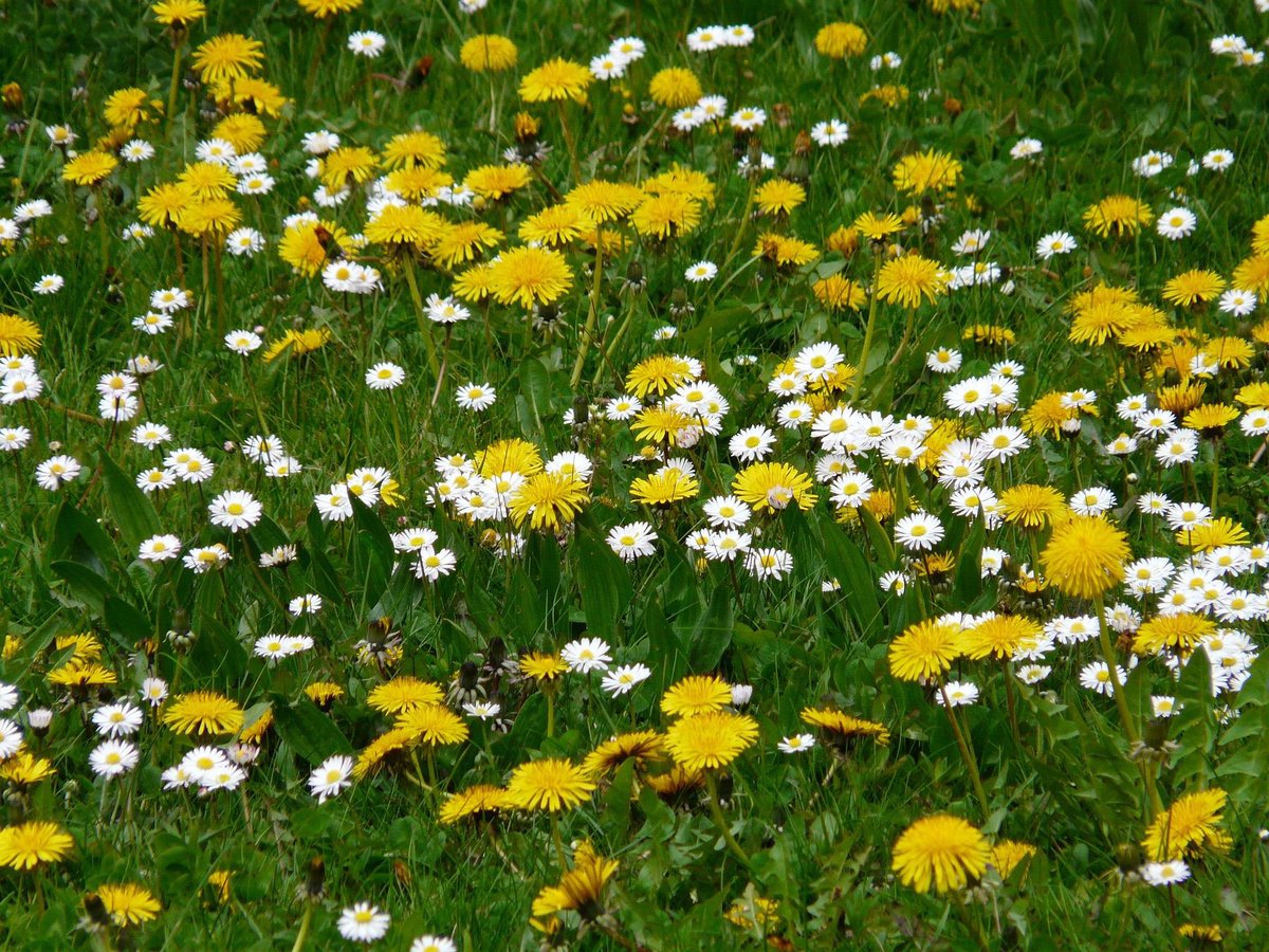 Leave the lawnmower in the shed this weekend. It’s No Mow May! We’ve lost 97% of flower-rich meadows. But your lawn can help. By not cutting it in May & beyond, butterflies & other pollinators can feast on wildflowers. See: plantlife.org.uk/campaigns/nomo…