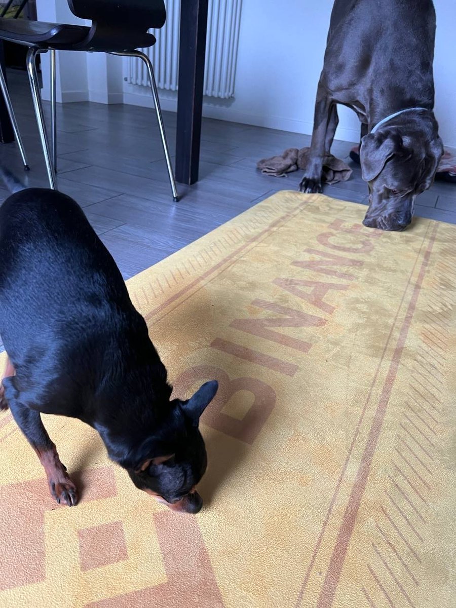 Even our furry friends are drawn to the scent of success! Our #Binance yoga mat seems to be their new favorite sniff spot. 📸: @__AleLu__