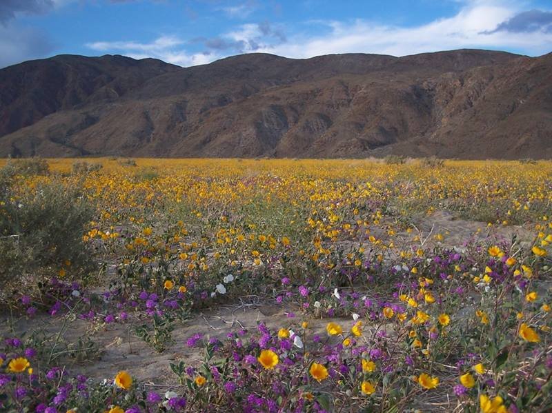 “Like desert wildflowers that bloom after rain, soil bacteria have evolved life strategies that determine when and where they grow”

@doescience highlights our recent global study of soil bacteria: bit.ly/4aP41Q8

Picture by @StevenDAllison