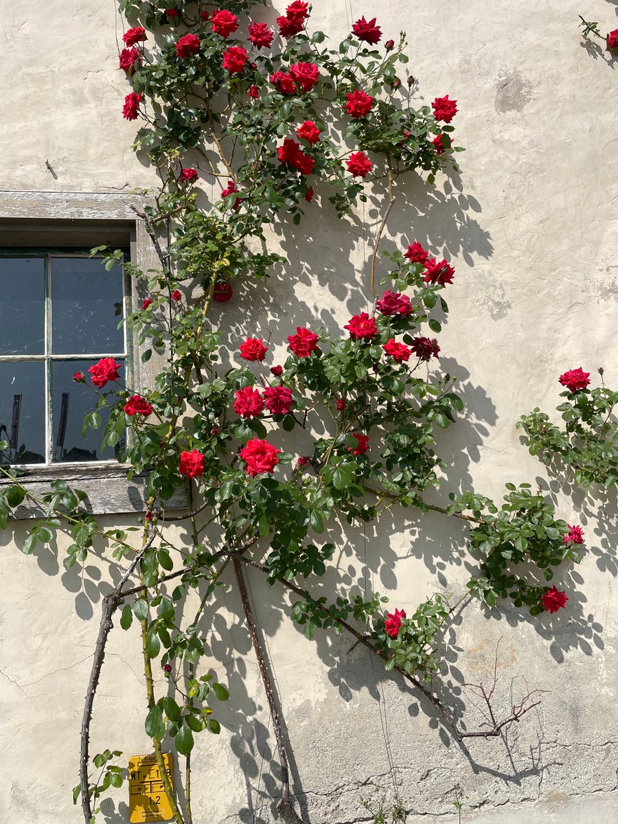 Erst wenn Du die alten Banden gelöst hast,
ist der Weg frei für das Neue.
Manchmal schmerzt einen das Abschiednehmen,
obwohl man darin geübt ist.
Denn schön war es auch.😉