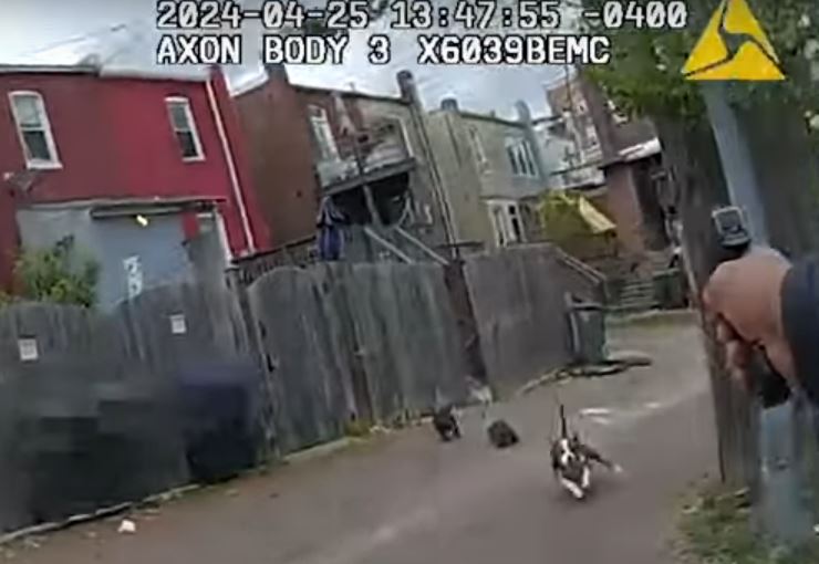 DC police release body cam video of an officer shooting at 3 dogs while investigating a 'possible stabbing.' Barking is heard behind a home, dogs come through a gate and the officer quickly fires three rounds, hitting two dogs (contd.) Viewer warning: youtube.com/watch?v=aUmtTU…