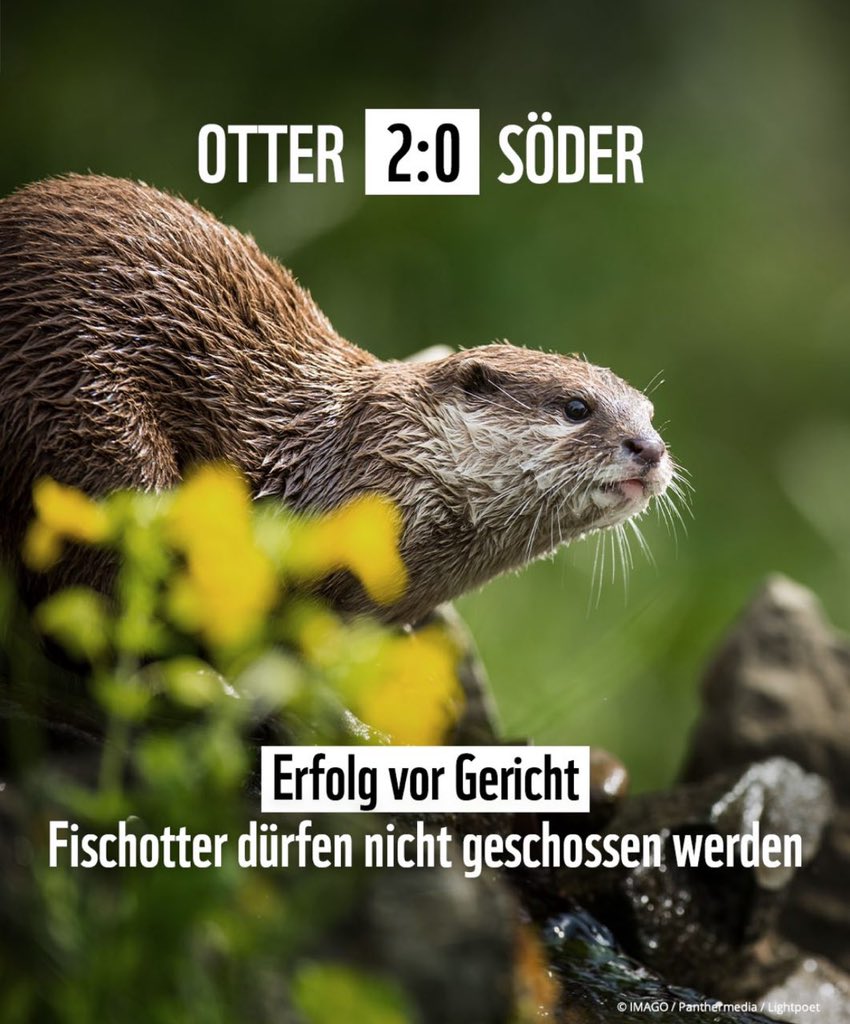 Otter ♥️