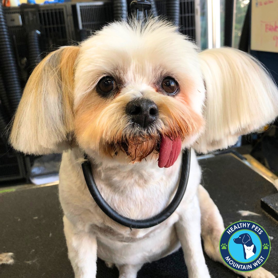 Miss Mollie 🐾
.
.
.
#doggrooming #dogs #healthypets #cottonwoodheights #utahdogs