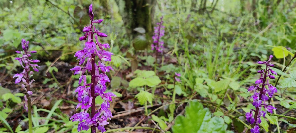 Soggy afternoon of woodland fieldwork with @Gaoandlove but we were rewarded with some gorgeous early purple orchids 🪻🍃 #phdlife @OU_EEE