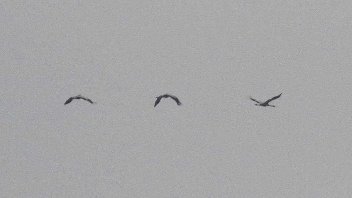 Absolutely shocking record shot but 3 Cranes north over the freshwater marsh at Gibraltar Point were a cracking addition to the year list- not to mention a full fat lifer! Generally quiet otherwise, with at least 5 Spoonbill and single Arctic and Common Tern at Tennyson’s