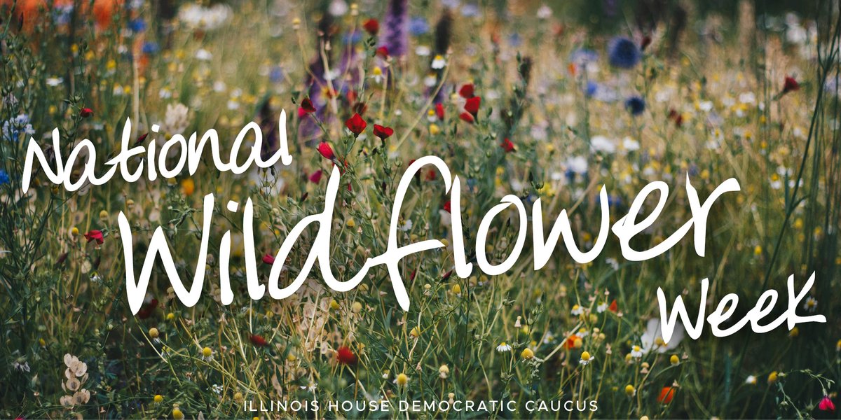 It’s National Wildflower Week! Consider taking a nature walk and checking out the many wildflowers of Illinois, including our state flower- the blue violet!