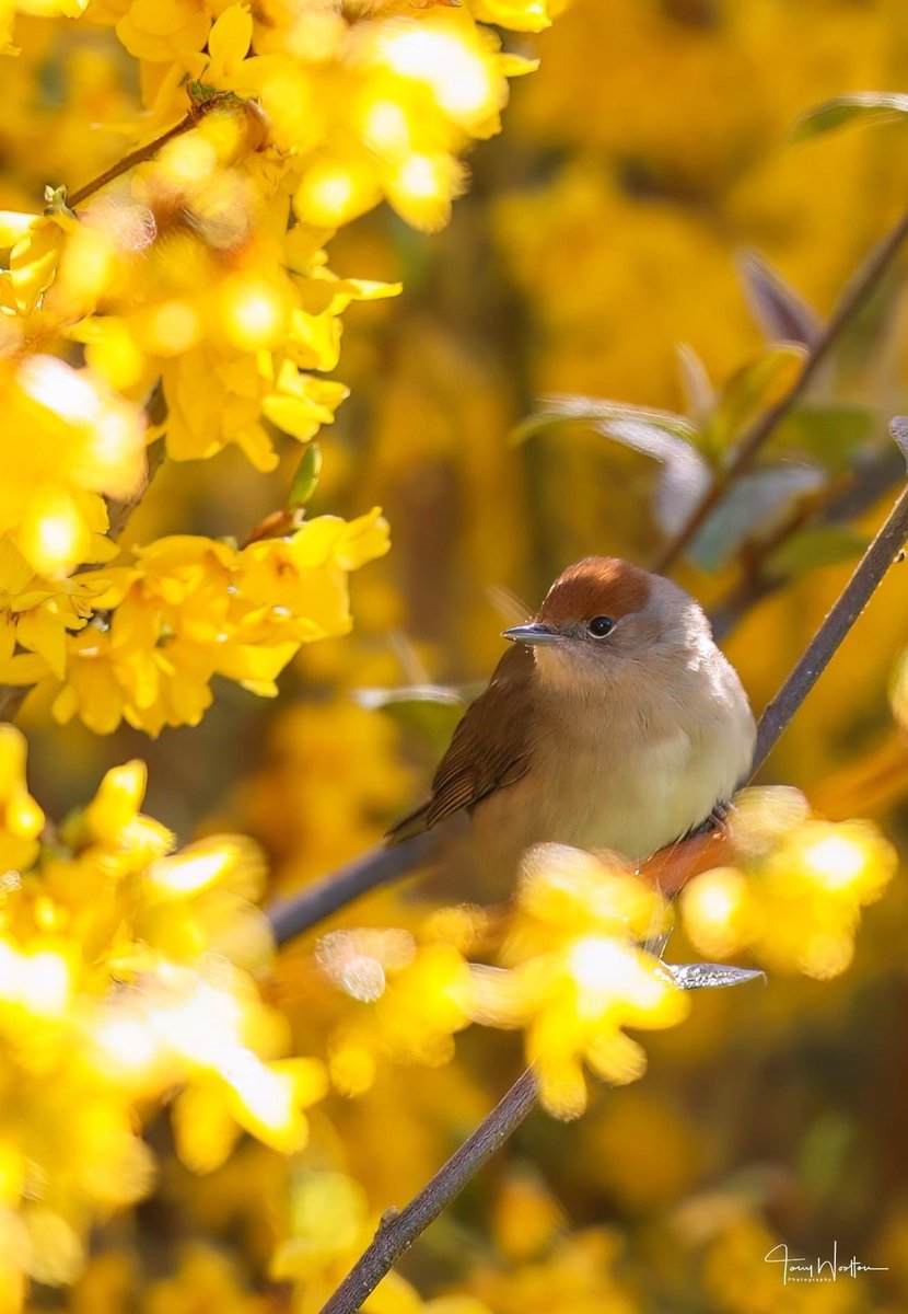 Female Blackcap taking time out amongst the Forsythia …