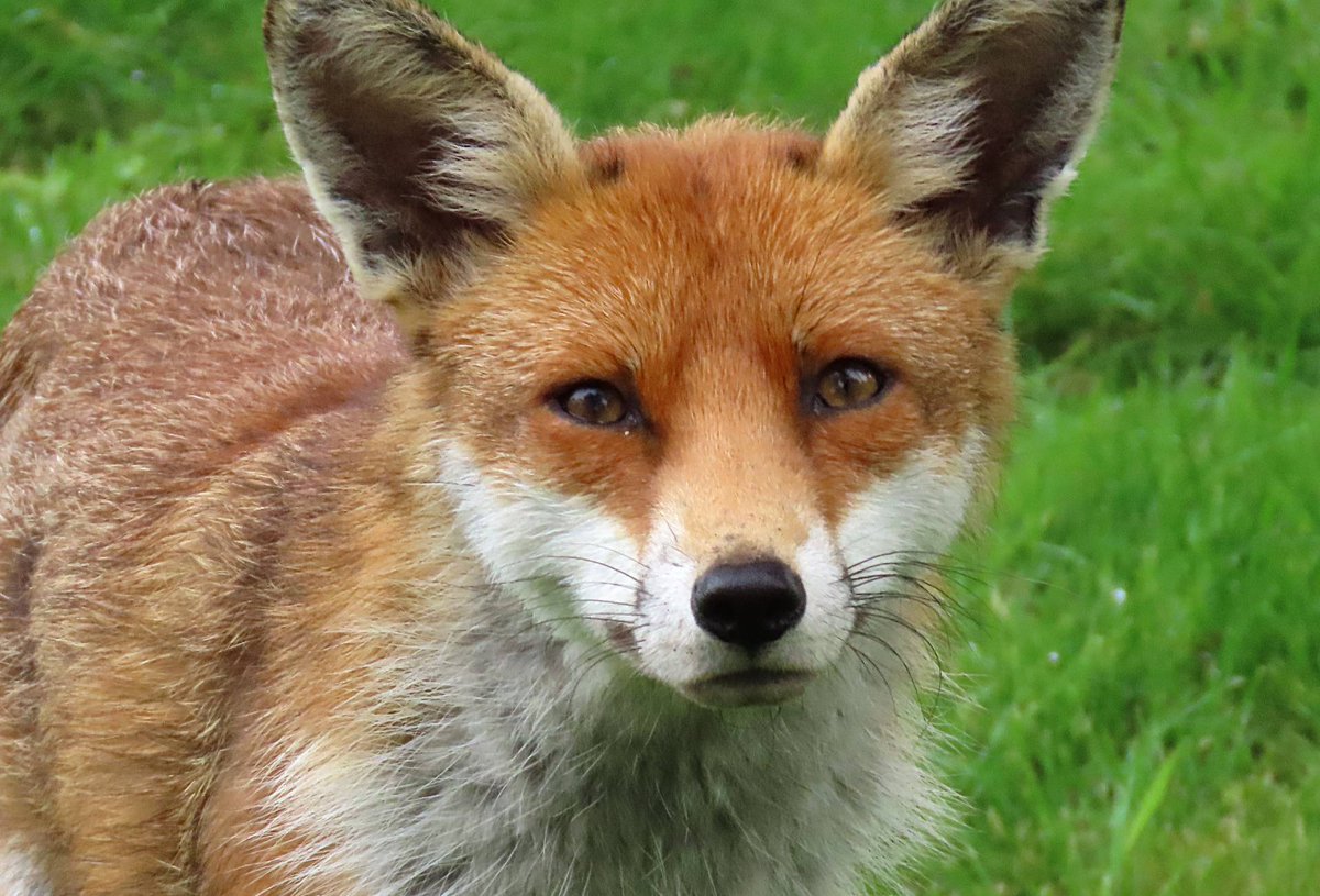 I bumped into this Fox in the garden this afternoon. It didn't seem too bothered so I was able to get some nice close up shots 📷🦊💚👍 #Ramsgate #FoxOfTheDay #spring #wildlife