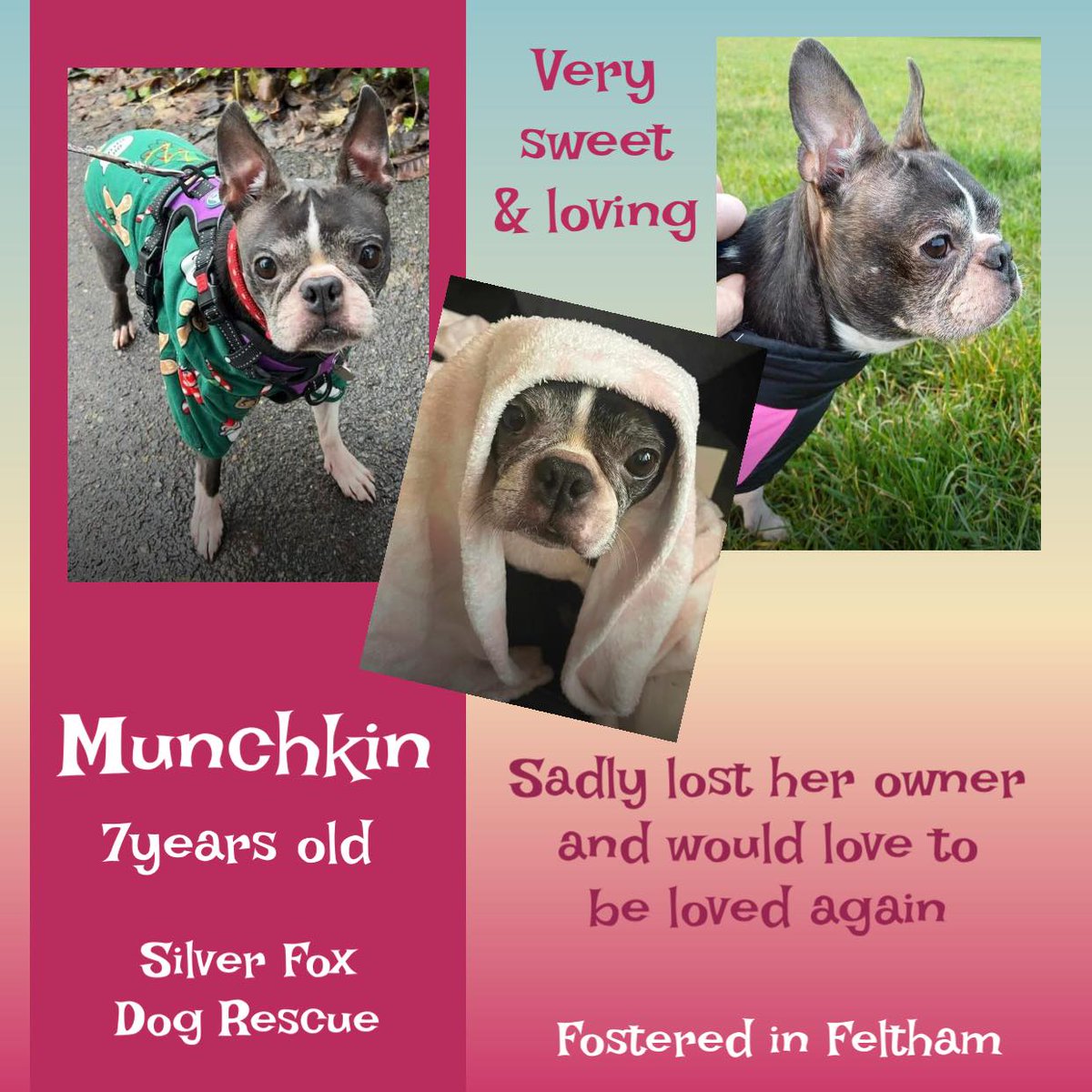 7yo Boston Terrier MUNCHKIN arrived back into SFDR's care after her owner sadly passed away. She is a very sweet, loving girl who really deserves to be in a kind home. Munchkin loves her walks & is looking for a home as an only dog, with no cats, & older, sensible children only.…