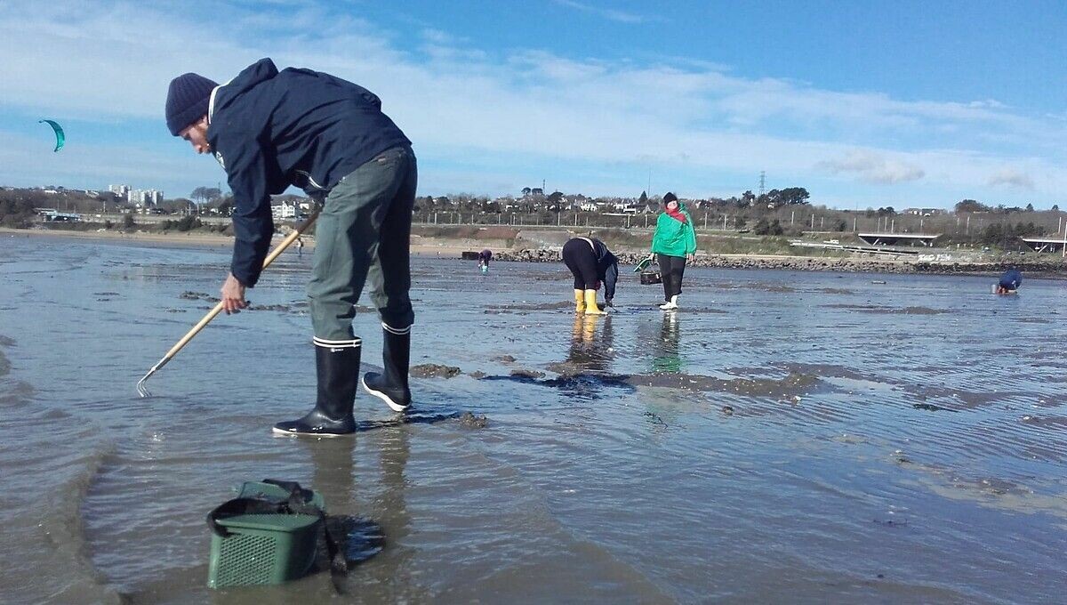 C'est valable de la pointe de Beuzec, au Sud, jusqu'au cap de la Chèvre, au Nord Tous les coquillages interdits de ramassage sur l'estran de la baie de Douarnenez en raison de toxines ➡️ l.francebleu.fr/tIXG