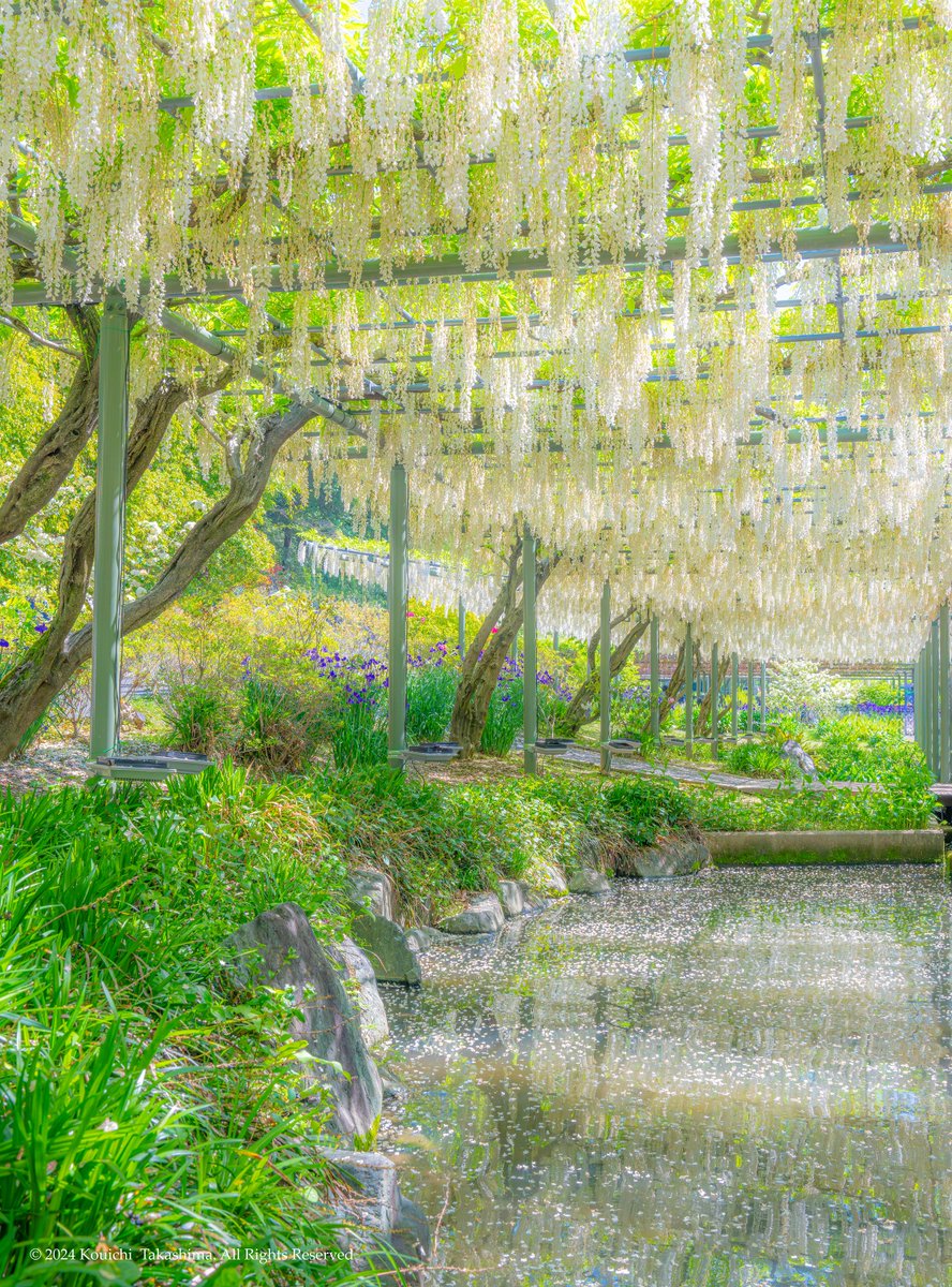 縄文時代から伝わる日本古来の藤の花✨
1万年以上前から日本人に愛されています🍀
#NaturePhotography  #flower