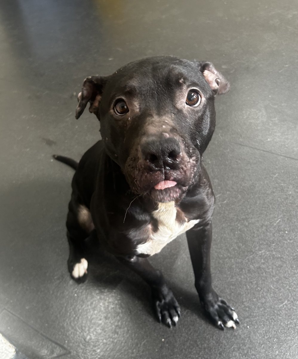 Please share to help Bagheera find a home #SHEFFIELD #YORKSHIRE #UK Bagheera was found tied up & abandoned in a very poor state. Bagheera was emaciated & had several gaping wounds to his neck, presumably puncture wounds from dog bites. Treated with antibiotics, pain relief &…