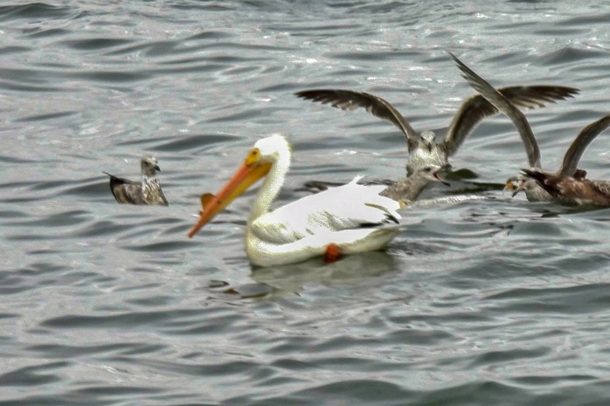 An American White Pelican in Upper New York Bay this morning, seen from the Staten Island Ferry—a regional rarity and an amazing bird!