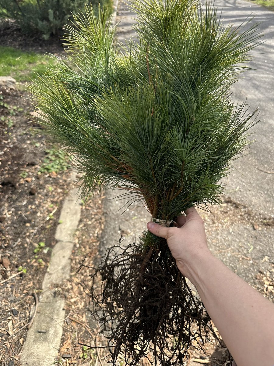 #operationwebtree is in motion 

we have our 160 white pine seedlings and are starting to deliver them to our 8+ different community partners who will help us plant them across the Ottawa-Gatineau region