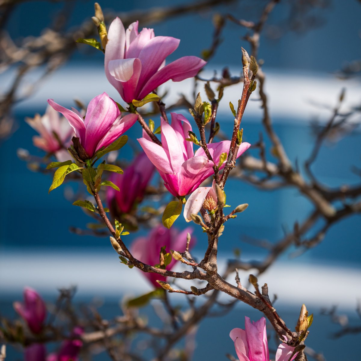 The courtyard is about to get a splash of pink! 🌸