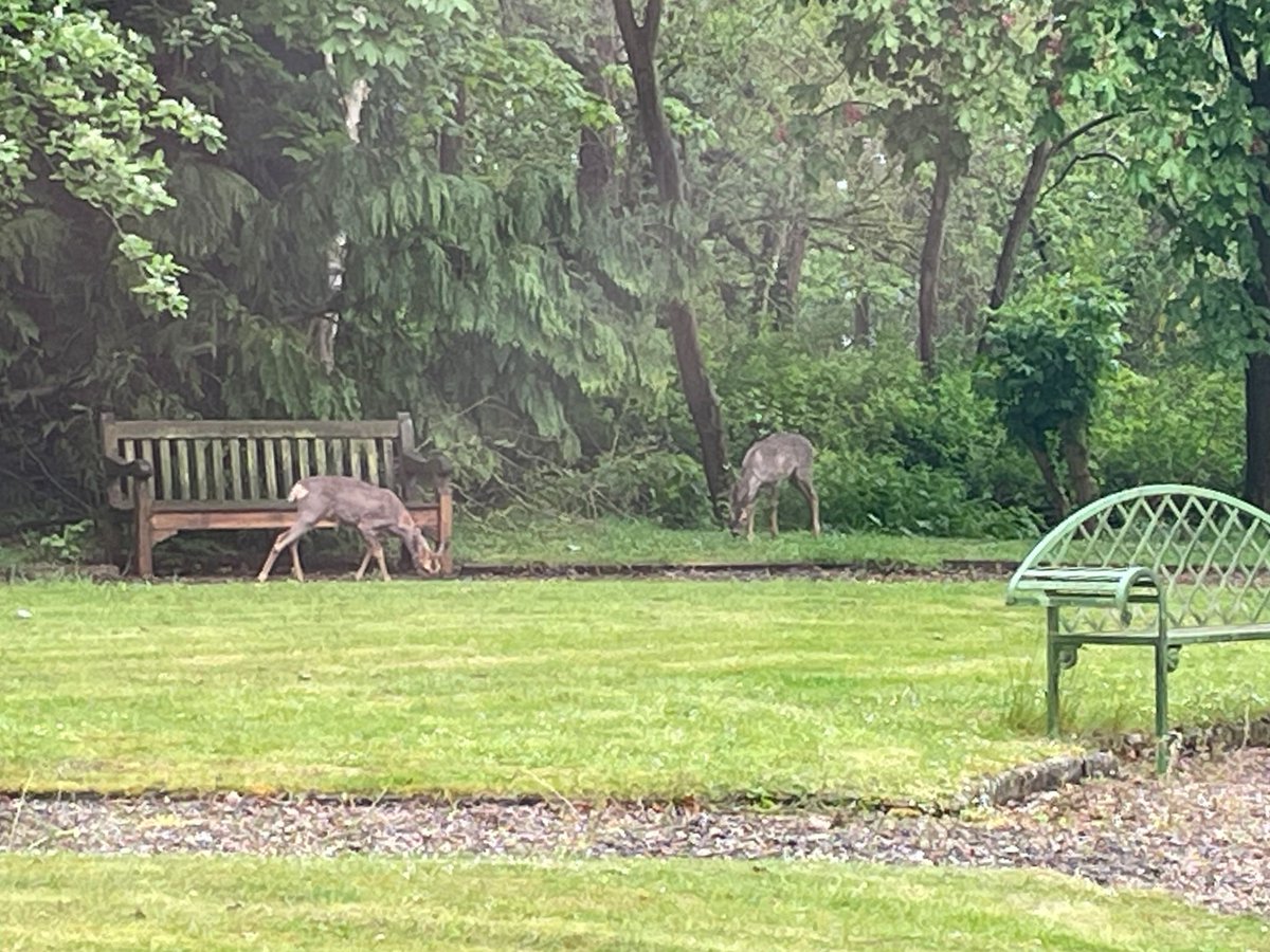 We leave you before the Bank Holiday weekend with a clear snap of two of the lovely deers in the Chargrove House grounds. A reminder that we are closed on Bank Holiday Monday and re-open on Tuesday 7 May. Have a great weekend! #GlosBiz